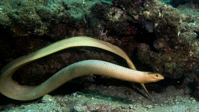 Olive Sea Snake