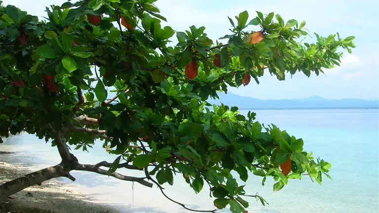 Talisay Tree