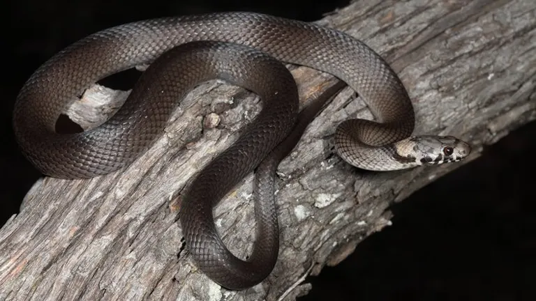 Pale-headed Snake