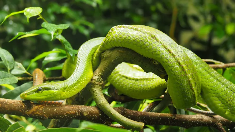 Red-tailed Green Rat snake