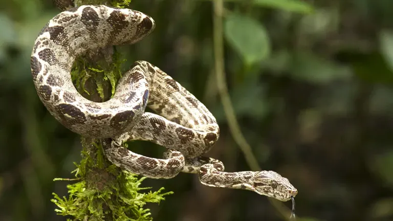 Amazon Tree Boa