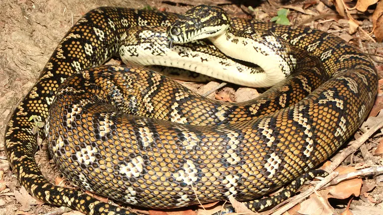 Coastal Carpet Python