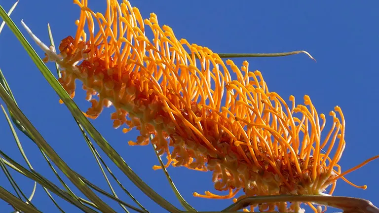 Fern-leaved grevillea