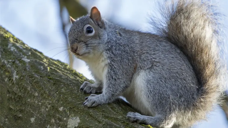 Eastern Gray Squirrel