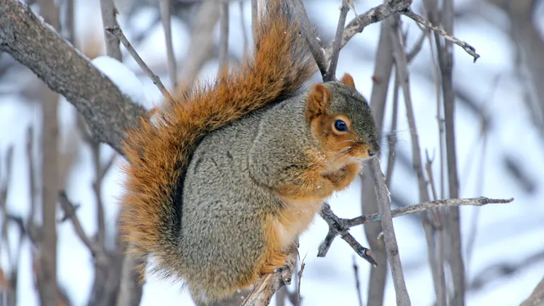 Fox Squirrel