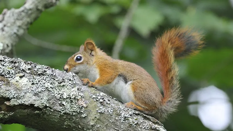 American Red Squirrel