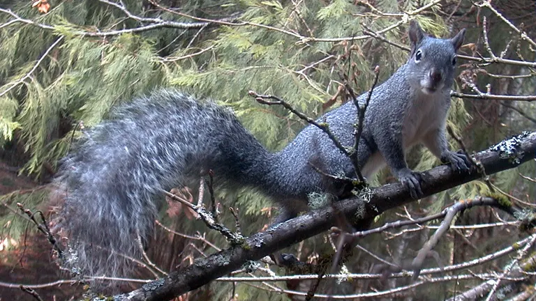 Western Gray Squirrel