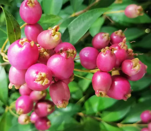 Close up of pink Common Lilly Pilly berries on a green leafy background