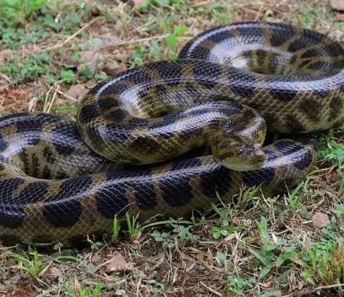 Dark-Spotted Anaconda coiled on grassy ground