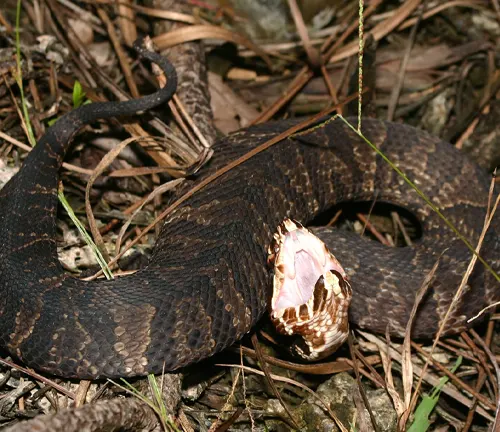 Florida Cottonmouth snake with open mouth on leaves and twigs