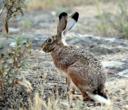 Lepus granatensis poised alertly amidst dry grass and sparse vegetation in its natural habitat