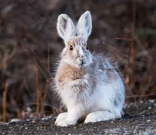 Snowshoe Hare sitting on rocky ground, its white winter fur transitioning to brown