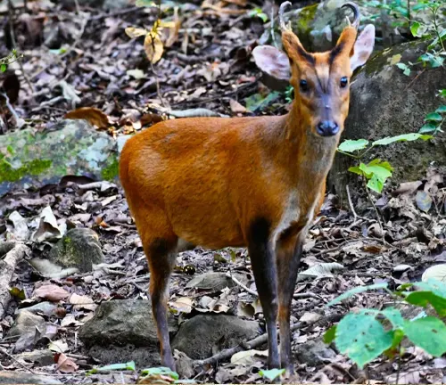 Bornean Yellow Muntjac standing amidst fallen leaves and rocks in a forest