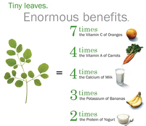 Moringa tree branch with green leaves and a comparison of the nutritional value of Moringa leaves to other foods
