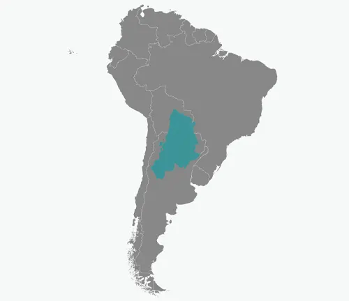 a simplified map of South America, with a specific area highlighted in teal color, presumably representing the habitat of the Palo Santo Tree