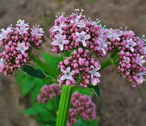 Close-up of Valeriana officinalis flowers with pink buds and blooming white petals