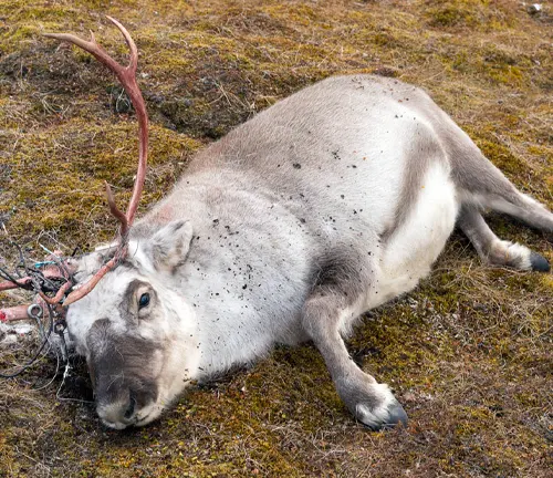 Reindeer with its antlers entangled in some wires, lying on a grassy ground