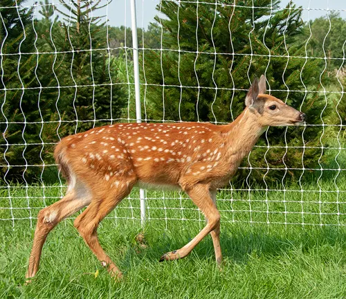 Young white-tailed deer walking in front of a wire fence