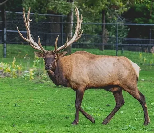 Roosevelt Elk with large antlers standing on a grassy field