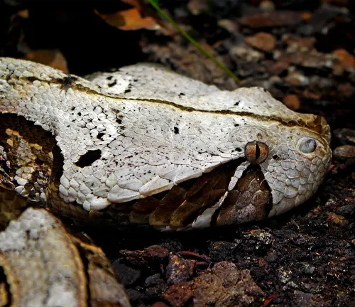 Close-up of a Gaboon Viper’s head resting on rocky ground