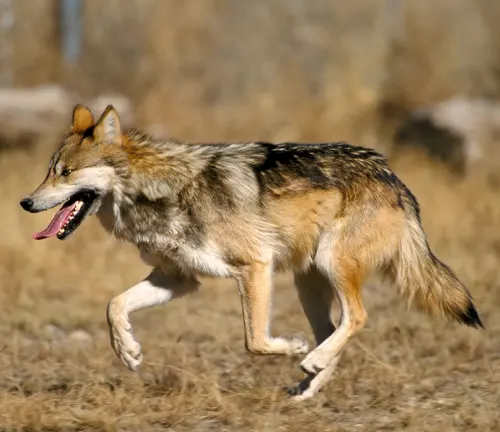 A Mexican Wolf in mid-stride across a field