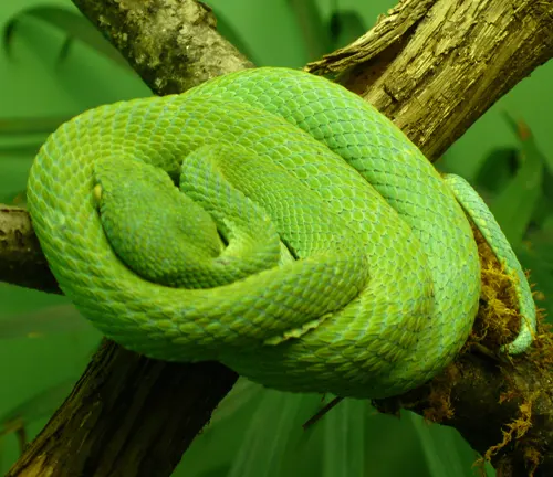 Vibrant green Bothriechis lateralis coiled on an aged branch