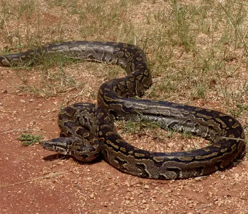 Python natalensis coiled on a grassy ground