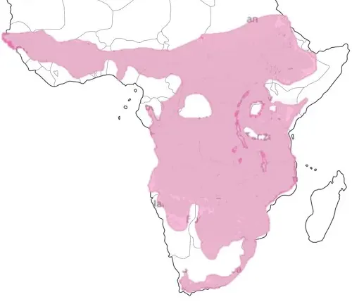 Map of Africa showing Boomslang snake distribution in pink