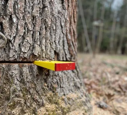 Tree trunk with inserted yellow and red wedge, representing a step in safe tree felling