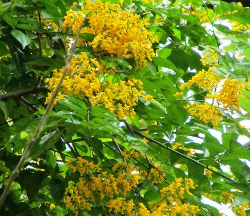 Close-up of Pterocarpus indicus tree with yellow flowers