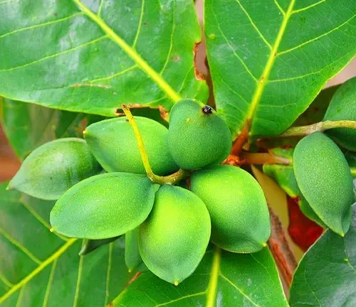 Close-up of green Terminalia catappa fruit on tree branch
