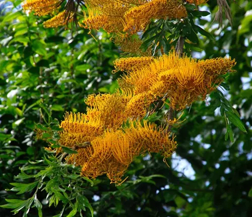 Close-up of Fern-leaved grevillea flowers in a tree