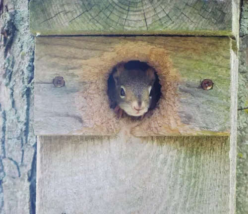 Chipmunk peeking out from a hole in a wooden structure
