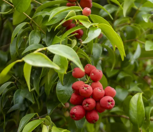 Close up of Syzygium luehmannii plant with red berries and green leaves