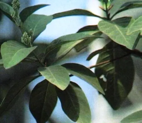 Close-up of Cinchona ledgeriana leaves and stems