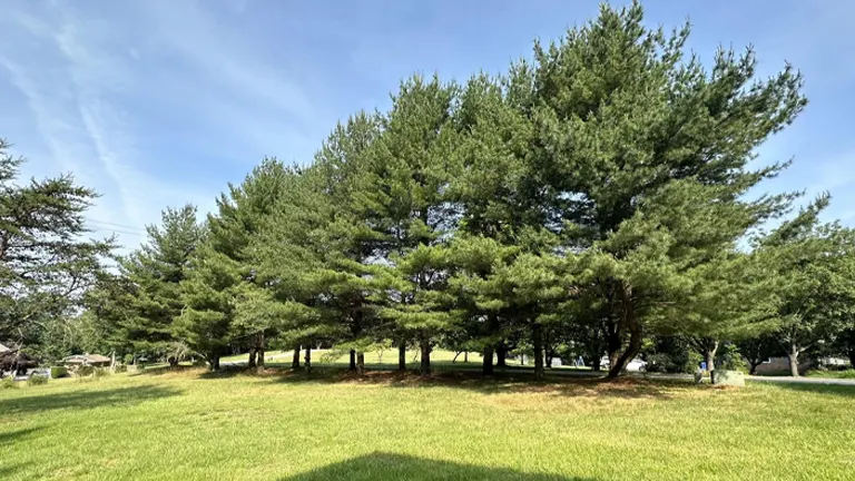 Group of lush green pine trees in a vibrant grassy field under a clear sky