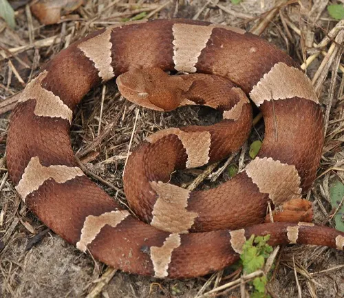 Broad-banded Copperhead with brown and tan markings on ground