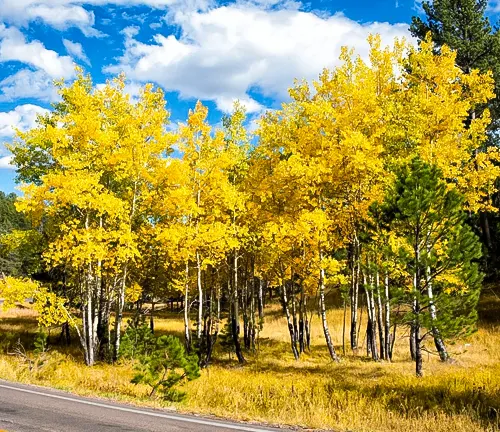 Golden aspen trees in Custer State Park during autumn