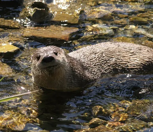Otter swimming in a clear stream at Custer State Park