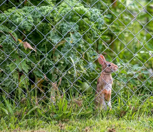 An alert Brush Rabbit standing beside a chain-link fence in a lush green setting