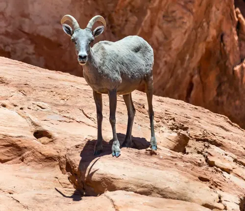 A bighorn sheep standing on the rocky terrain of Valley of Fire State Park
