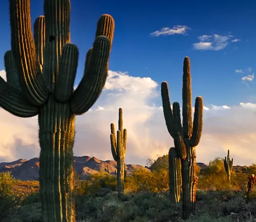 Saguaro Cacti