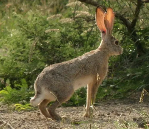 Abyssinian Hare standing alert in a natural outdoor setting with green shrubs and plants