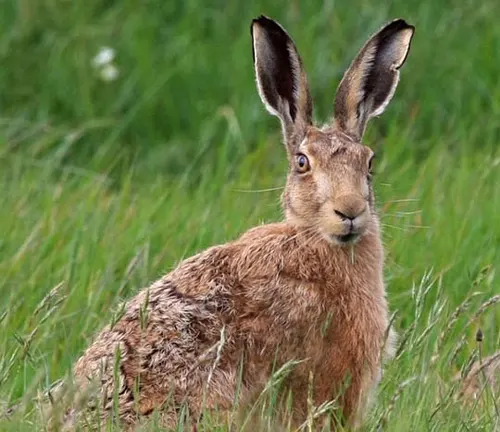 European Hare with brown fur and large ears, sitting amidst tall, green grass