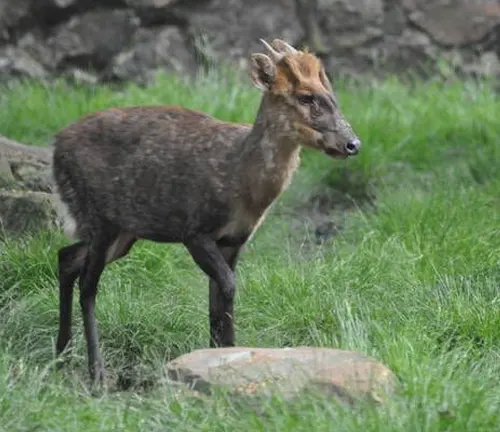 A Gongshan Muntjac standing in a grassy field with rocks and a rocky backdrop