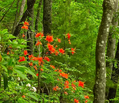 Vibrant red flowers amidst the lush greenery of Pisgah National Forest