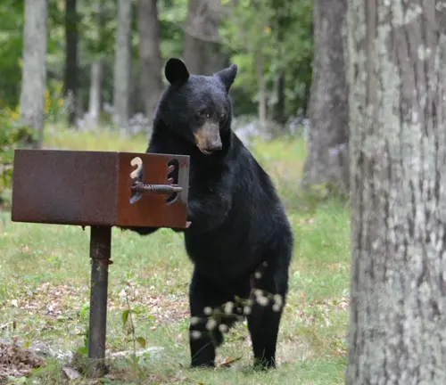 curious black bear standing upright and interacting with a grill in Pisgah National Forest, surrounded by tall trees and a natural wooded environment