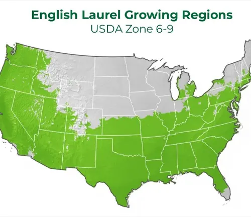 Map showing the English Laurel growing regions in the US, highlighted in green, corresponding to USDA Zone 6-9