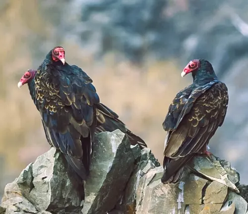 Two turkey vultures perched on a rocky outcrop at Makoshika State Park