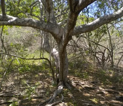 a Bursera graveolens, commonly known as Palo Santo, standing amidst a dry forest